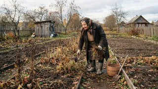 Готовлю почву к зиме по совету 79-летнего агронома: 4 народных приема избавят от фитофторы и паразитов