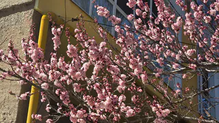 Народные приметы на 17 мая: что можно и нельзя делать в день Пелагеи Заступницы