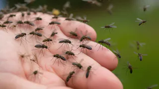 Растения, которые отпугивают комаров лучше любого спрея