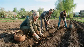 Перед посадкой делаю картошке «талию» - лайфхак китайских агрономов: каждый куст ломится от клубней