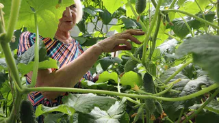 Выкинула теплицу из расписания: как я выращиваю горы огурцов в открытом грунте без лишней возни и шпалер
