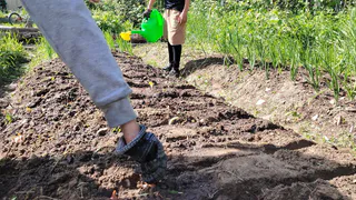 Тень работает на урожай, а не против него: правильные культуры растут даже при коротком световом дне