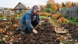 Сею ее в сентябре — и весной земля мягкая, как пуховая подушка: гениальный лайфхак