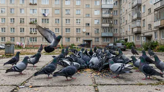 Законные способы отвадить голубей от своего балкона и подоконников - в ЖКХ разложили все по полочкам