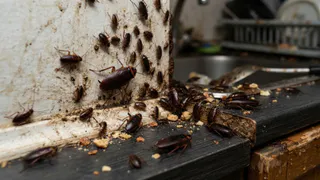 Тараканы полезли из щелей — берите обычный порошок: домашний лайфхак для кухни и дачи