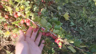 Одни ветки режу смело, а другие не трогаю: как правильно обрезать крыжовник осенью — справятся даже начинающие дачники